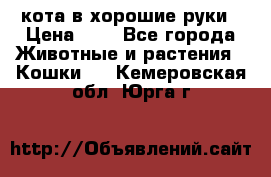 кота в хорошие руки › Цена ­ 0 - Все города Животные и растения » Кошки   . Кемеровская обл.,Юрга г.